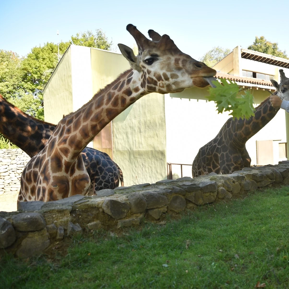 Breakfast, check-out and heading to the zoo