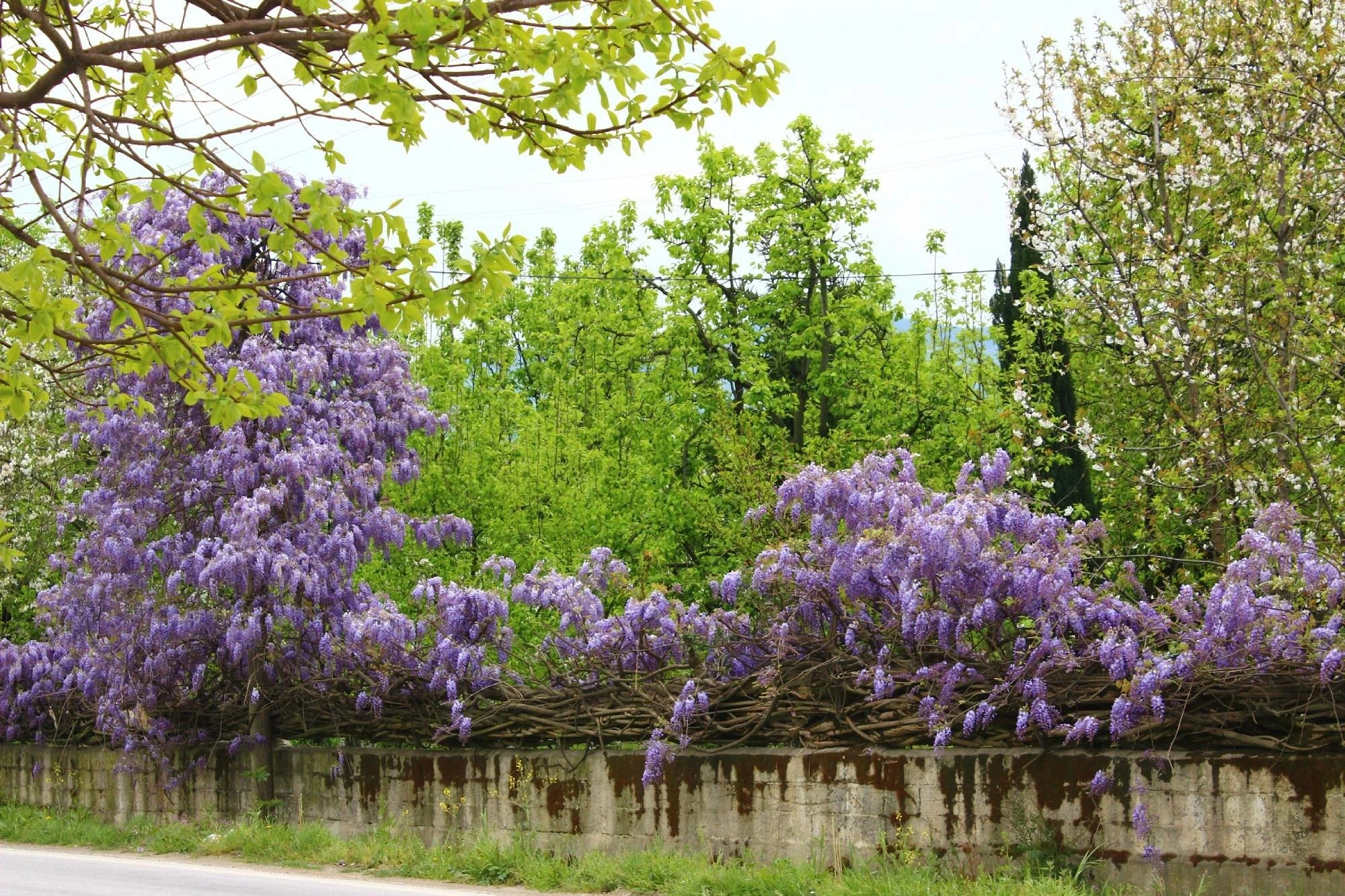 Sapanca Lake and Maşukiye Tour