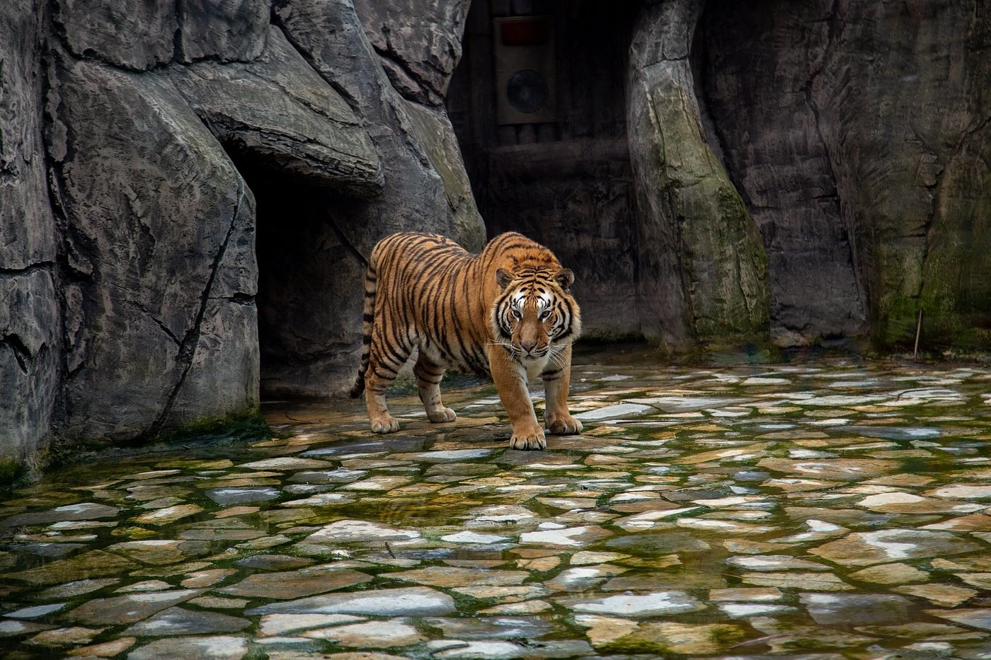 جولة حديقة الأسود في إسطنبول