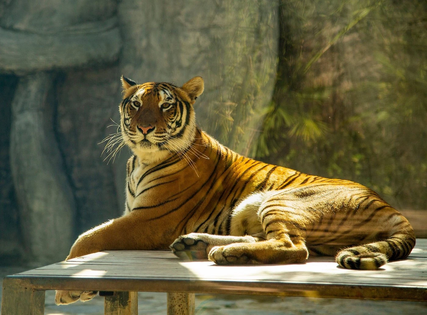 جولة حديقة الأسود في إسطنبول