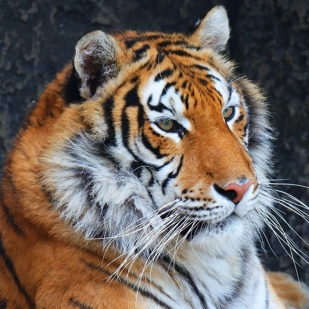 جولة حديقة الأسود في إسطنبول