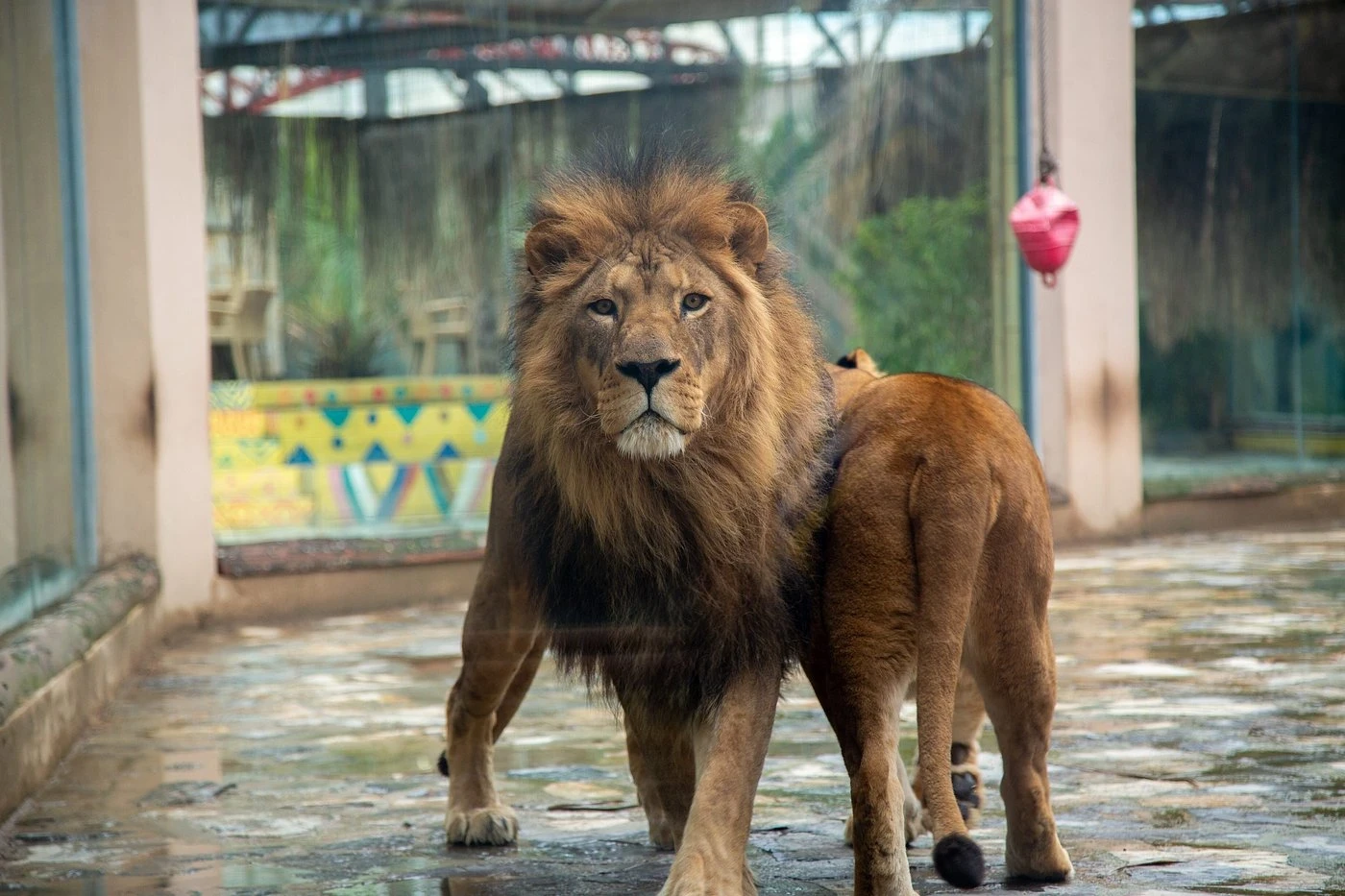 جولة حديقة الأسود في إسطنبول