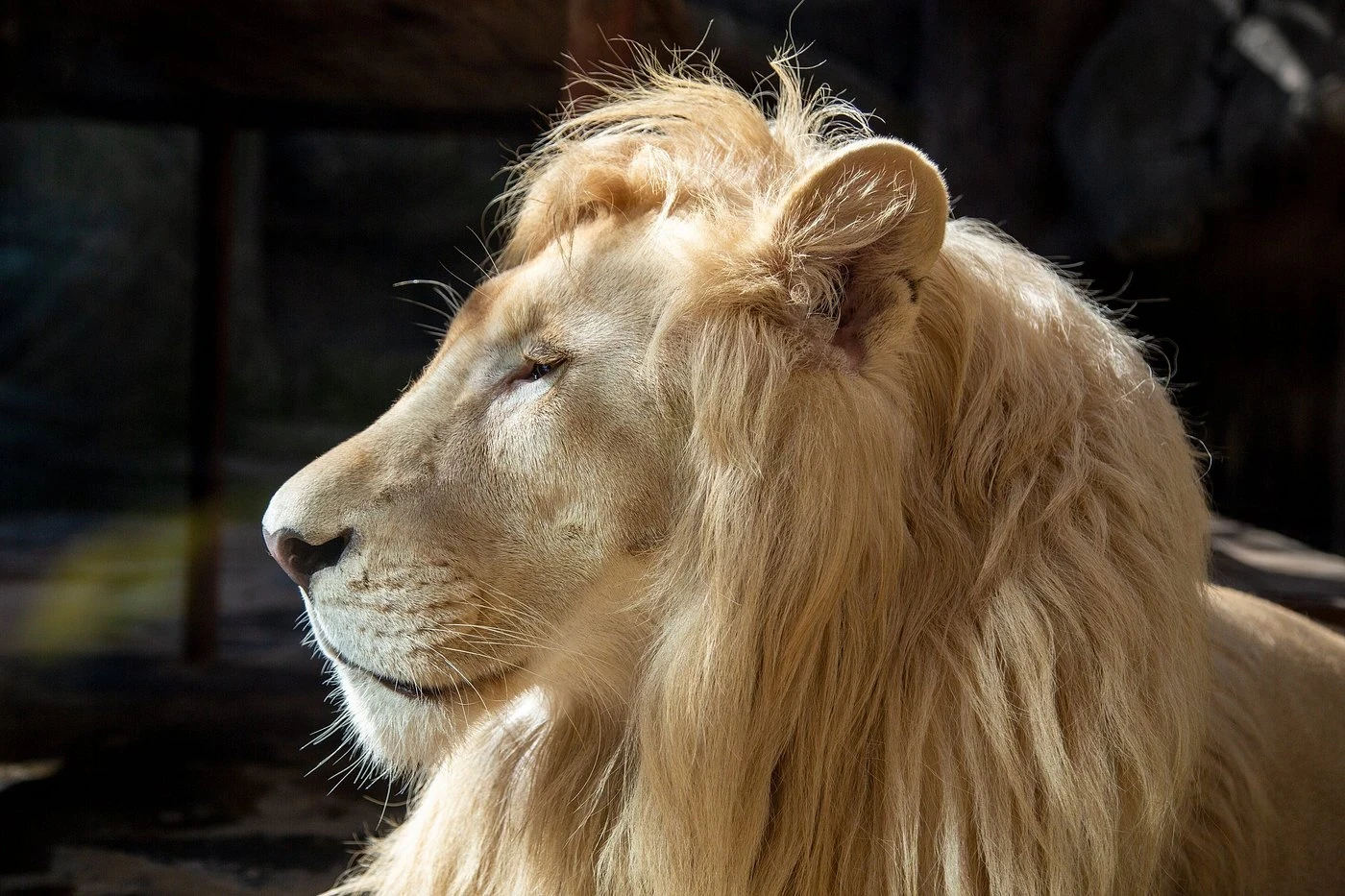 جولة حديقة الأسود في إسطنبول