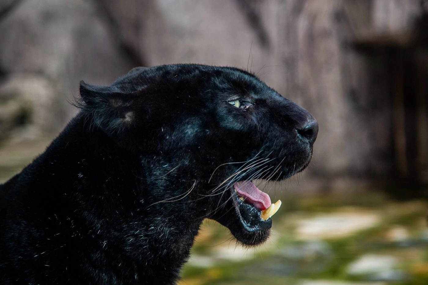 جولة حديقة الأسود في إسطنبول