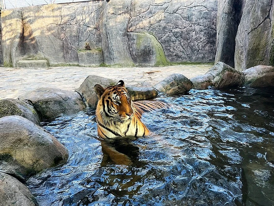 جولة حديقة الأسود في إسطنبول