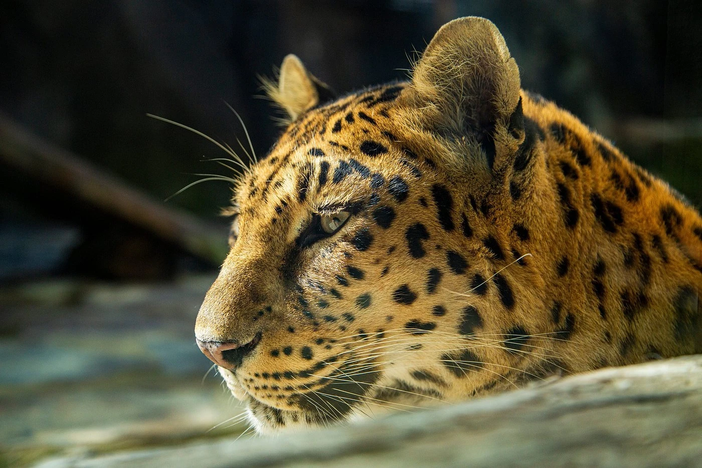 جولة حديقة الأسود في إسطنبول