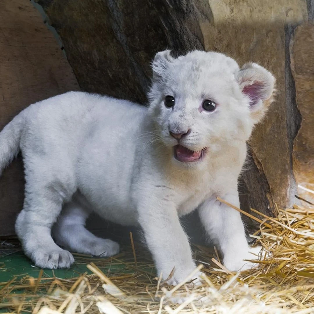 جولة حديقة الأسود في إسطنبول