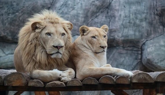 جولة حديقة الأسود في إسطنبول