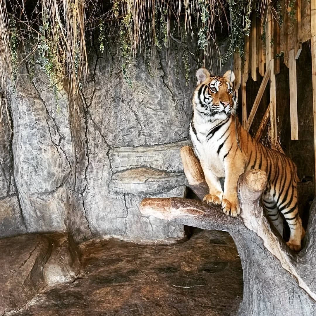 جولة حديقة الأسود في إسطنبول