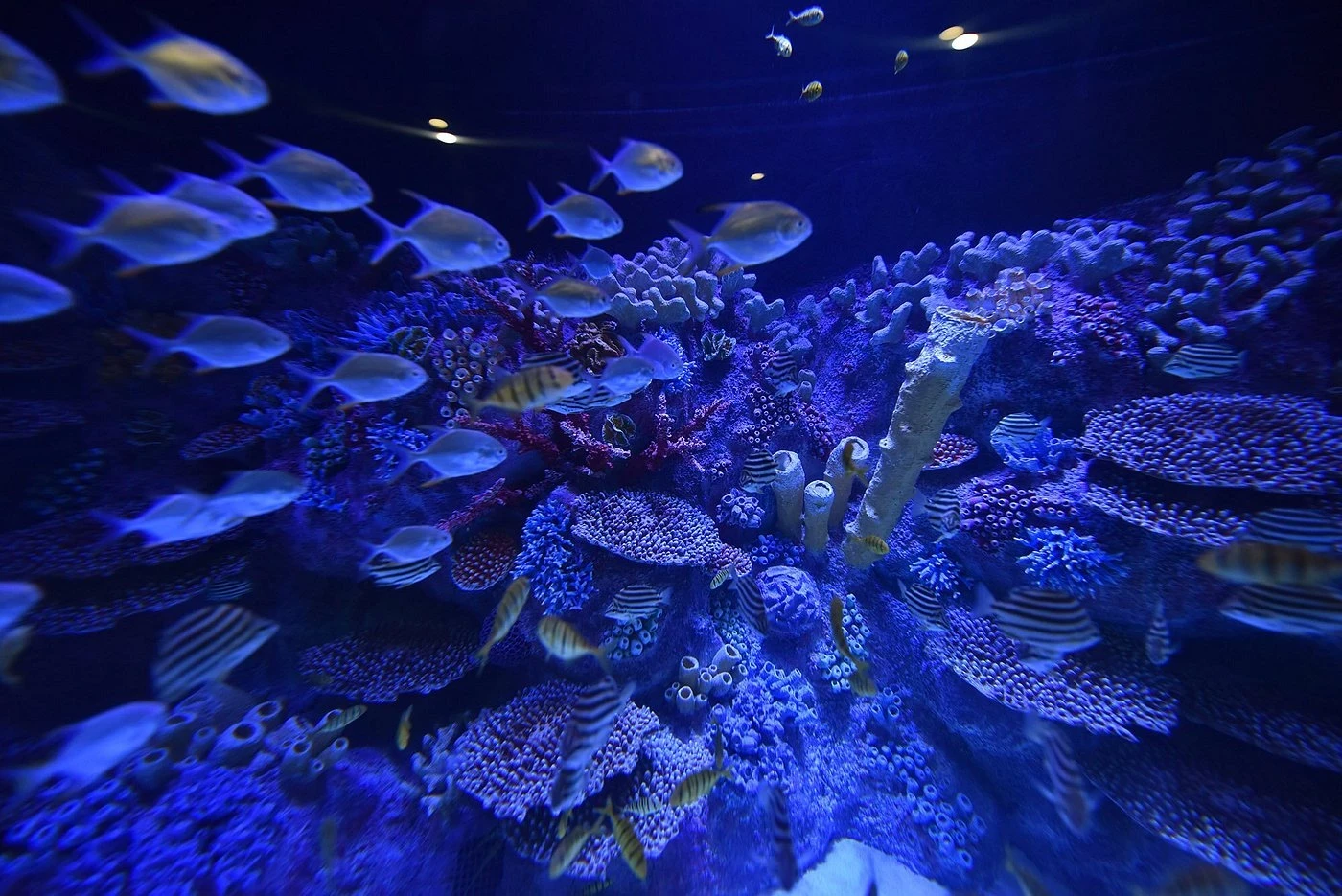 Viasea Aquarium & Crocodile Park Tour