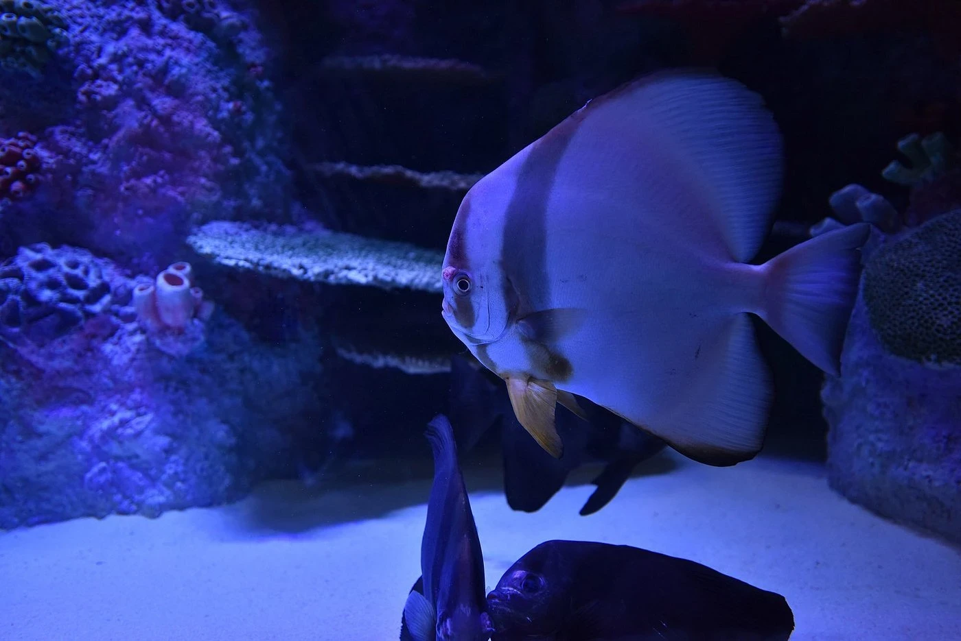 Viasea Aquarium & Crocodile Park Tour