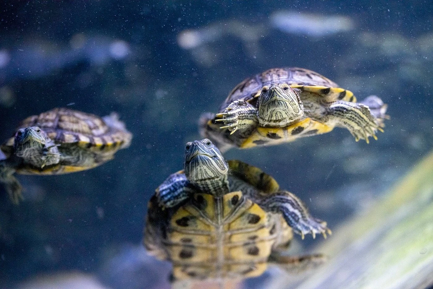 Viasea Aquarium & Crocodile Park Tour