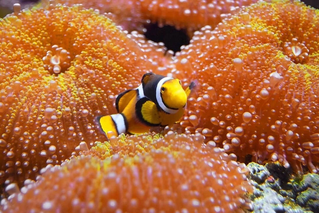 Viasea Aquarium & Crocodile Park Tour