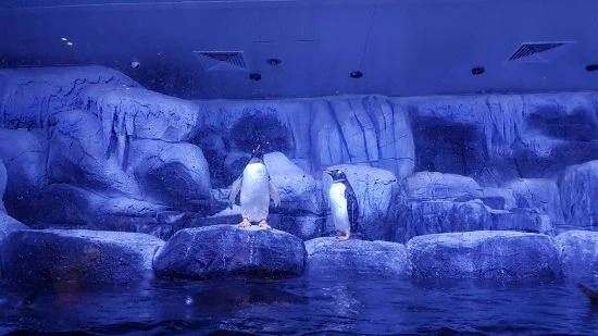 جولة أكواريوم إسطنبول فلوريا