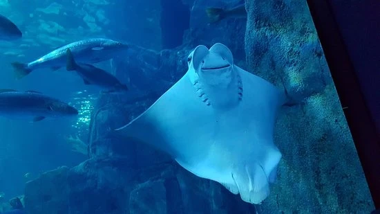 جولة أكواريوم إسطنبول فلوريا