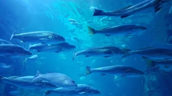 جولة أكواريوم إسطنبول فلوريا