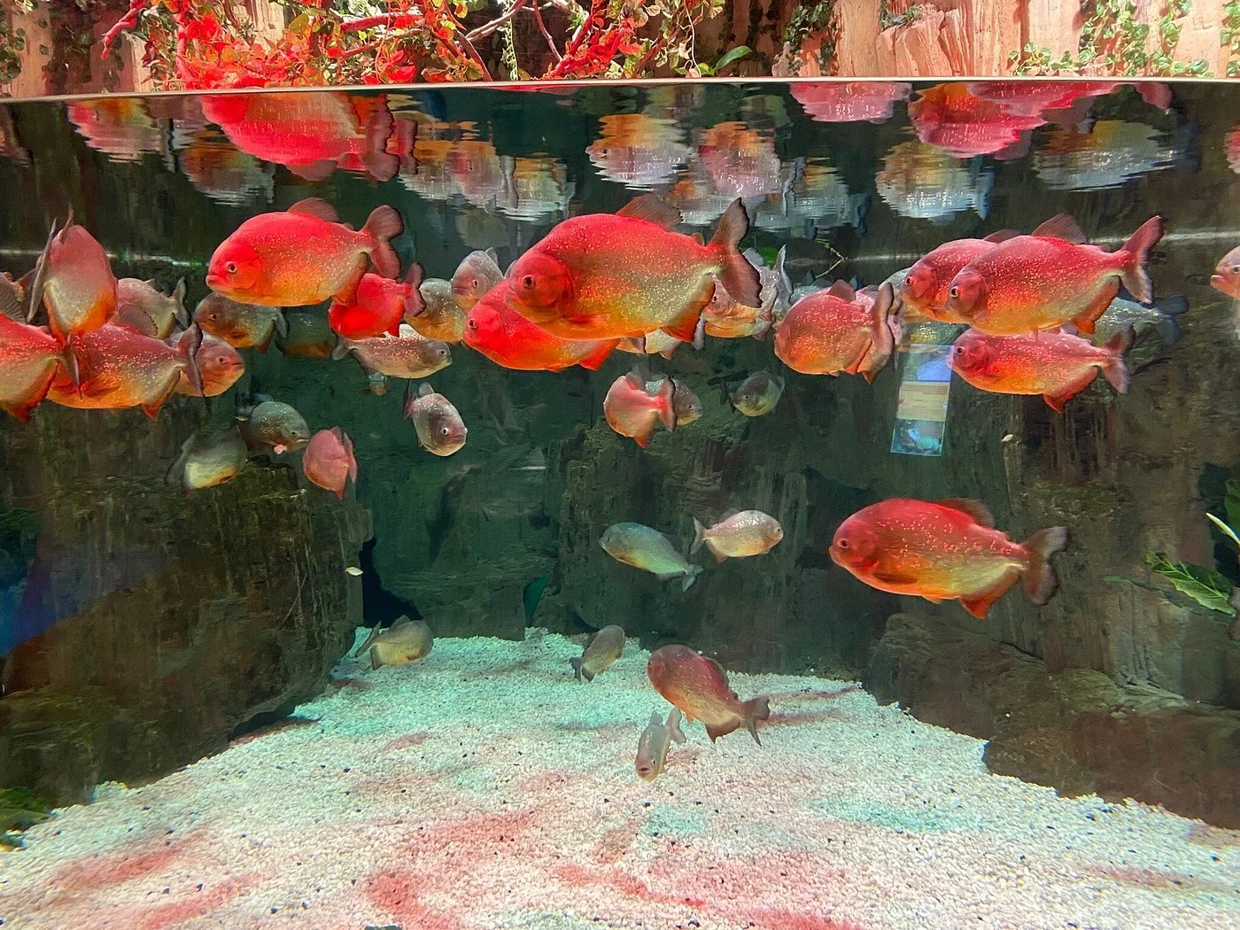 زيارة إعمار أكواريوم وحديقة الحيوانات المائية