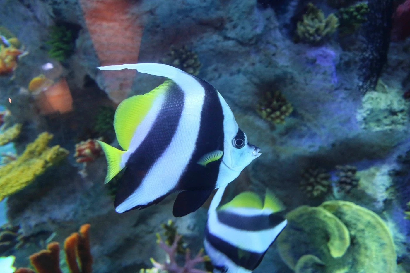 زيارة إعمار أكواريوم وحديقة الحيوانات المائية