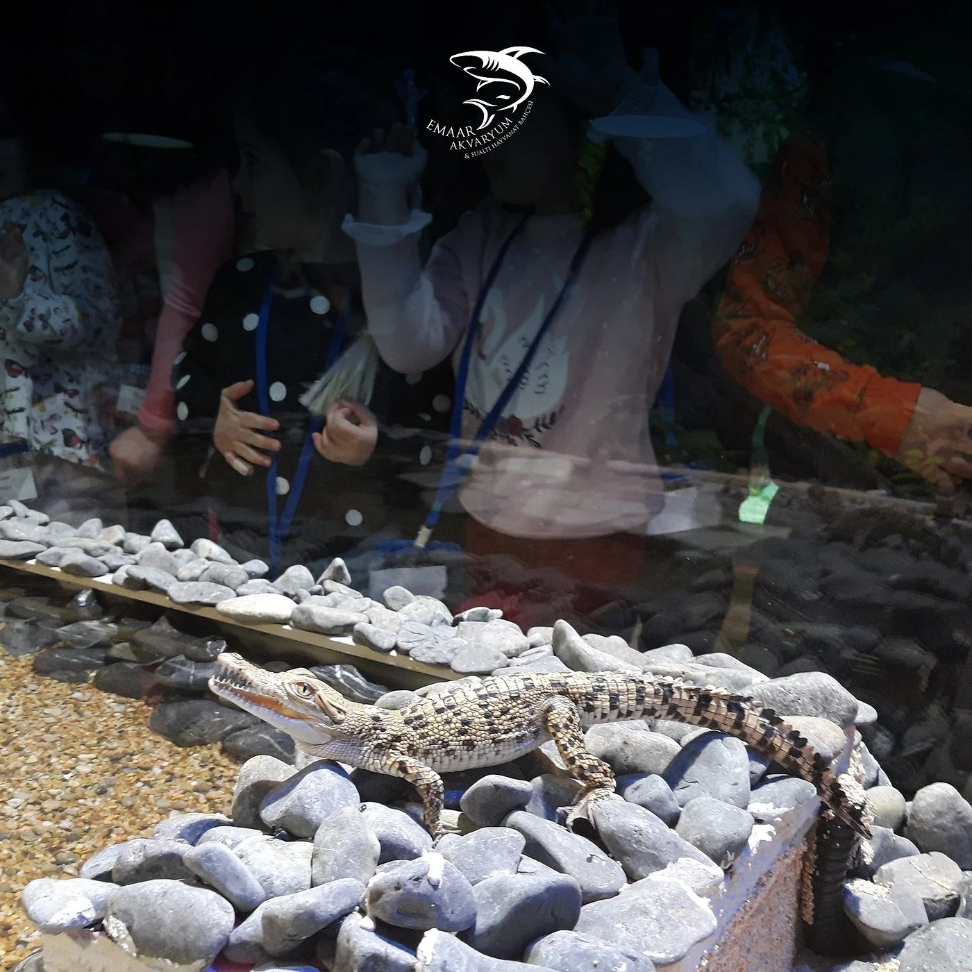 زيارة إعمار أكواريوم وحديقة الحيوانات المائية