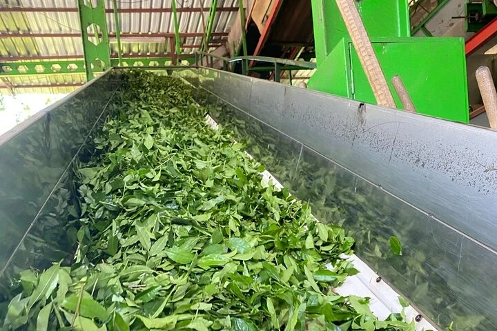 جولة أوزنغول الطبيعية وتجربة تذوق الشاي